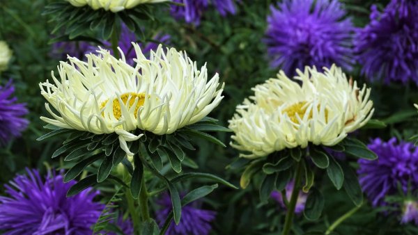 Астра льнолистная