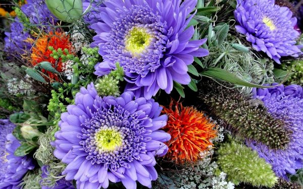 Хризантемы раннецветущие