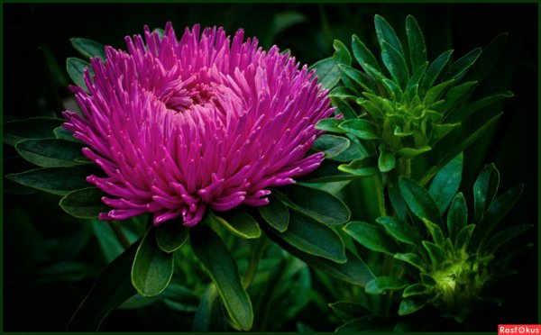 Астры колючие