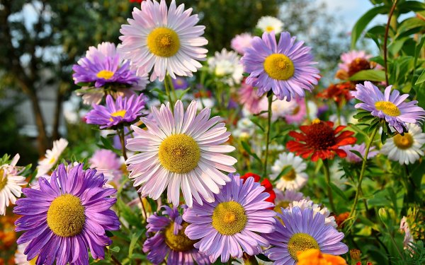 Астра зелень