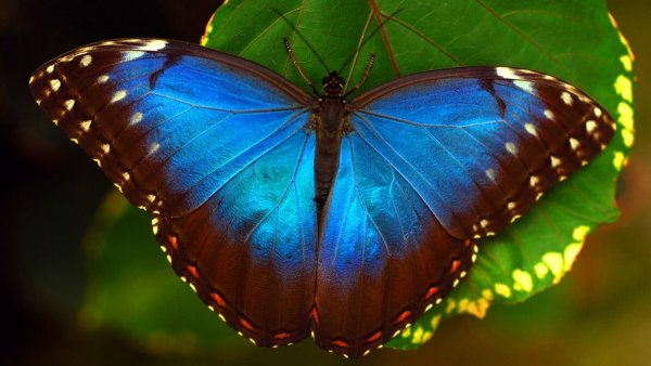 Олимпиус Инферно бабочка