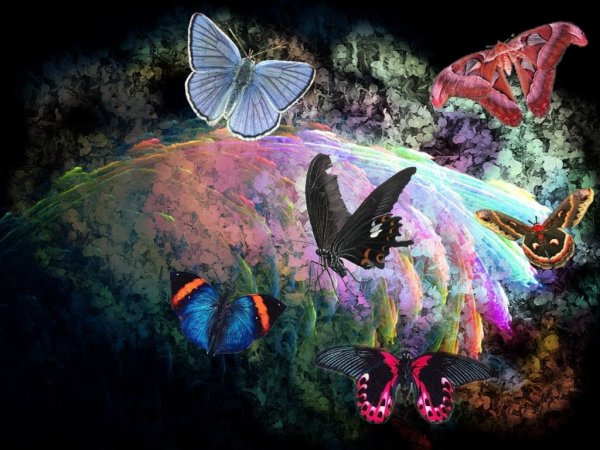 Бабочка в космосе