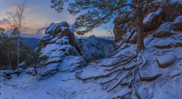 Заповедник столбы Красноярск Флора