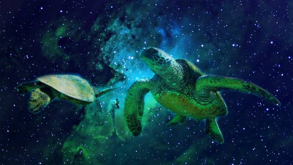 Космическая черепаха