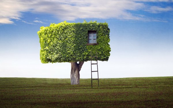 Дом под кронами деревьев