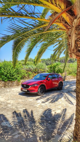 Машина и пальмы