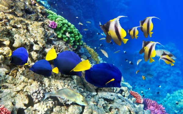 Национальный морской парк Ватаму