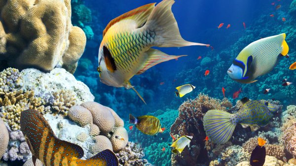 Морские рыбки