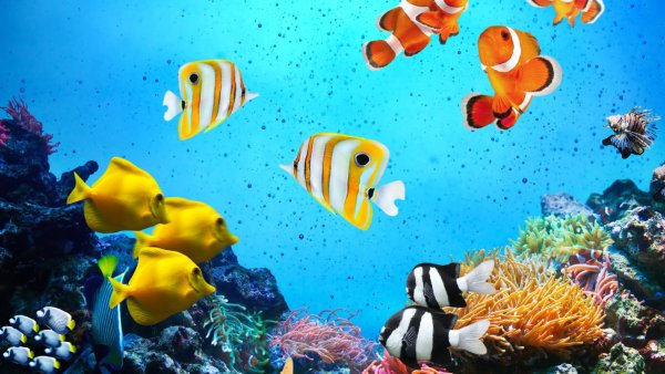 Красивые коралловые рыбки