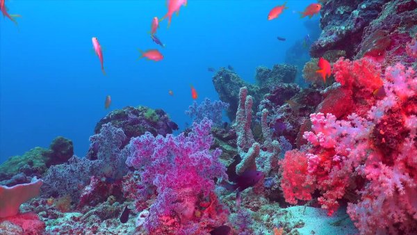 Рифы красного моря