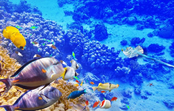 Подводный мир