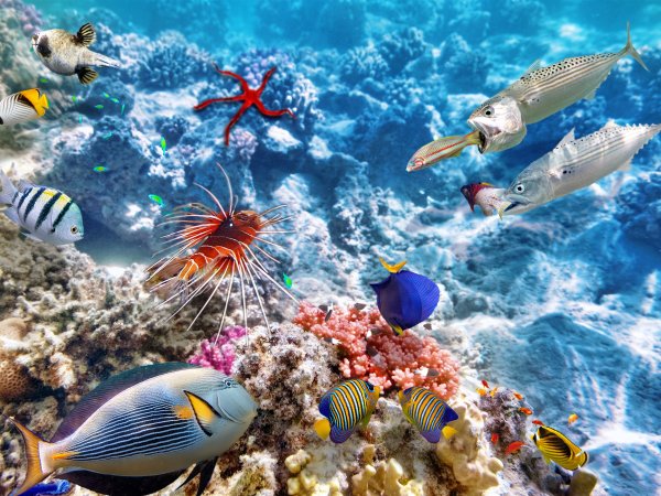 Картина с рыбками 5d