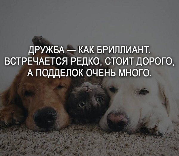 Высказывания о дружбе