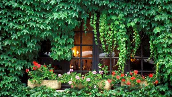 Плющ Хмель Вьюнок