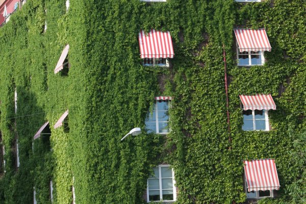 Растения для озеленения крыши