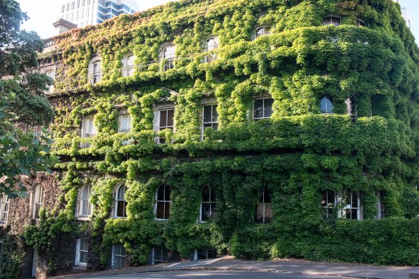 Увитые плющом дома в Англии