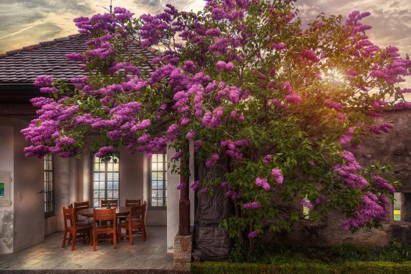 Дворцовый сад сирень