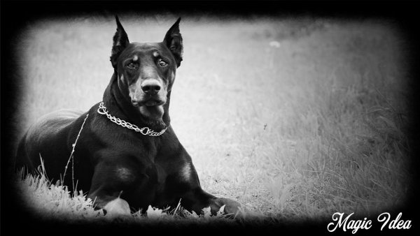 Доберман Эстетика