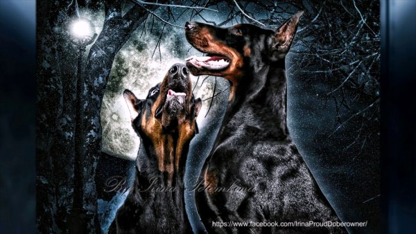 Картинки добермана