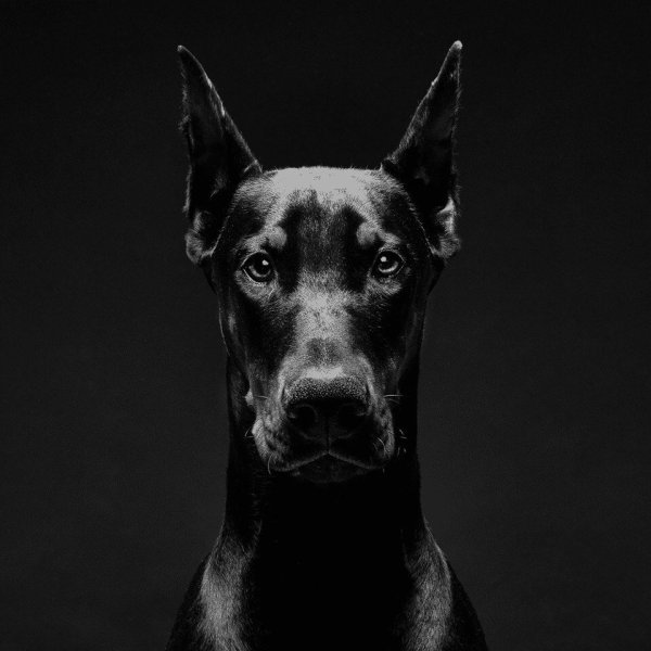 Собака Доберман