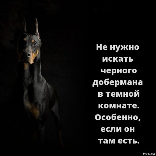 Цитаты про доберманов