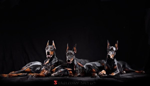 Обложка с доберманом