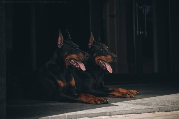Доберман 4k
