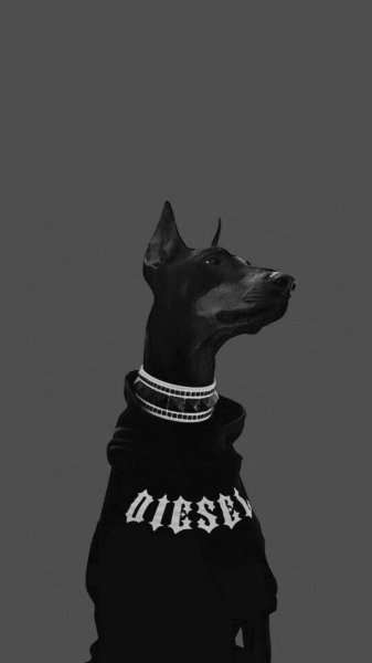 Доберманы Эстетика Баленсиага