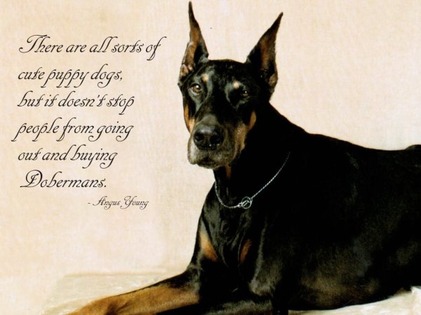 С днем рождения Доберман