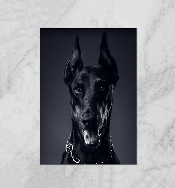 Пепельный Доберман