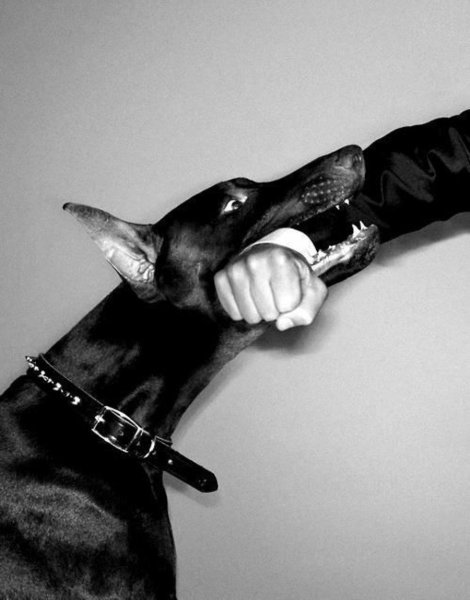 Доберман злой Эстетика