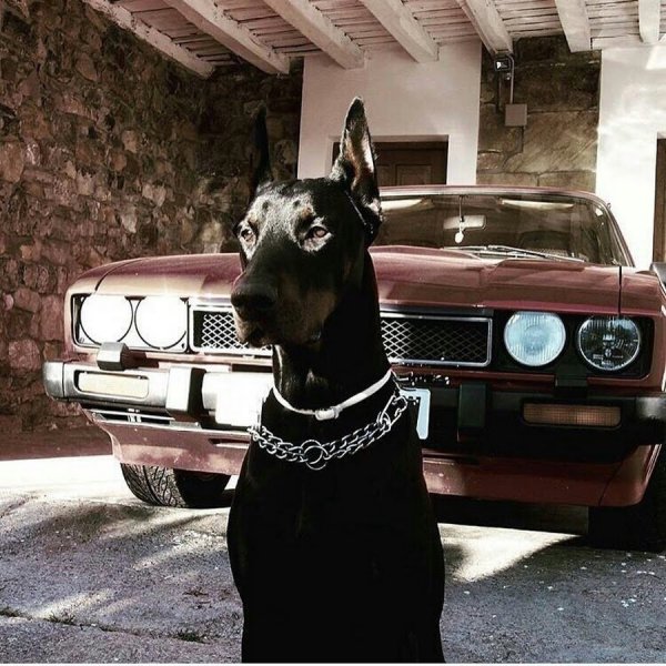 Гангстерский Доберман