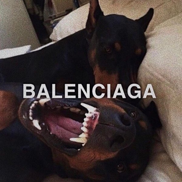 Доберман Баленсиага