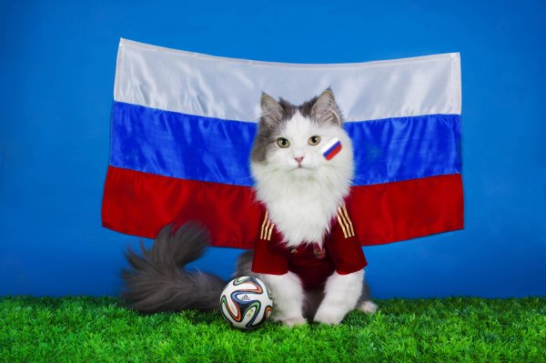 Котик с российским флагом