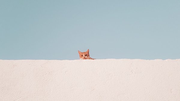 Кот Минимализм