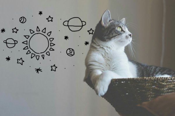 Котики Эстетика