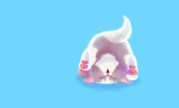 Милые котики на синем фоне