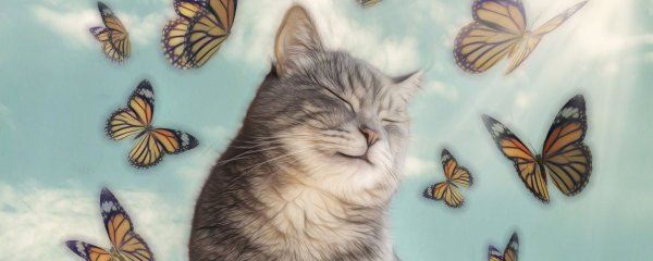 Кошачий мотылек бабочка