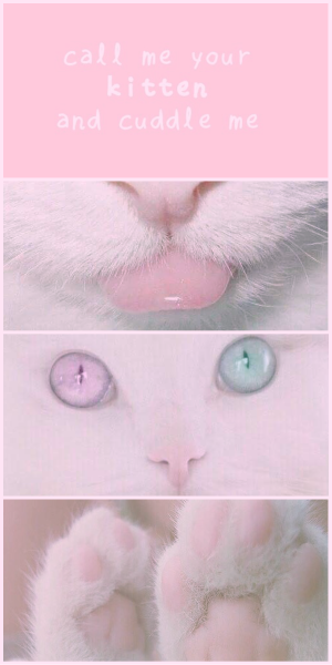 Обои с котиками Эстетика