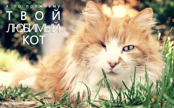 Котики с надписями