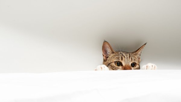 Кот выглядывает из под стола