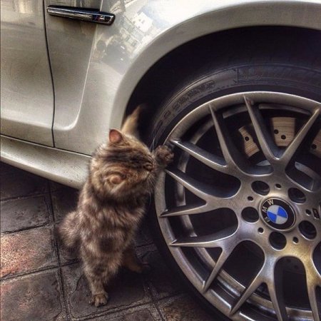 Кошачий БМВ