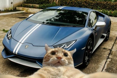 Кот на Ламборгини
