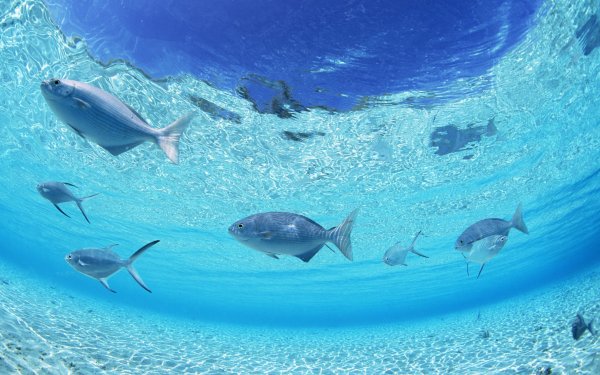 Морской заповедник Саут-Уотер-Кей,