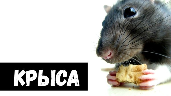 Крыски с надписью