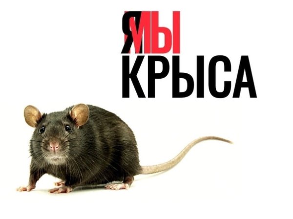 Ля мы крысы