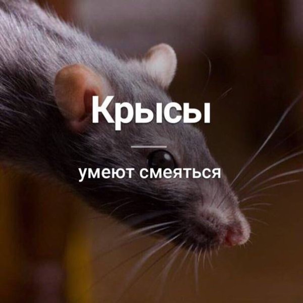 Крыса надпись