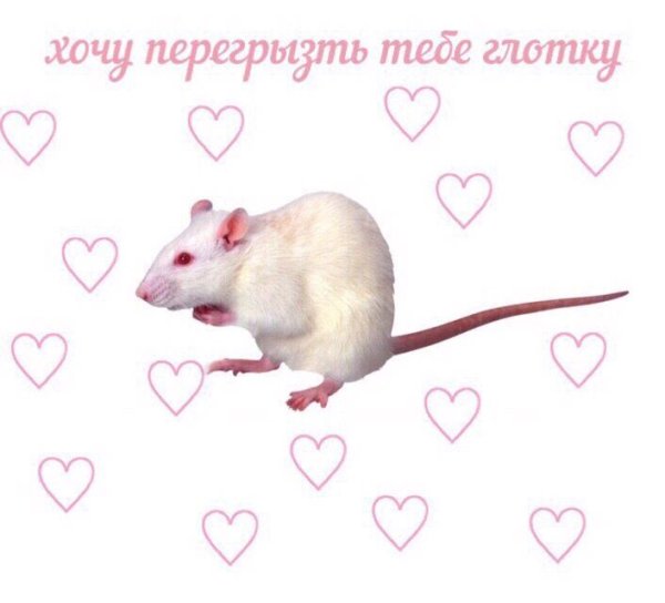 Милые крыски с надписями