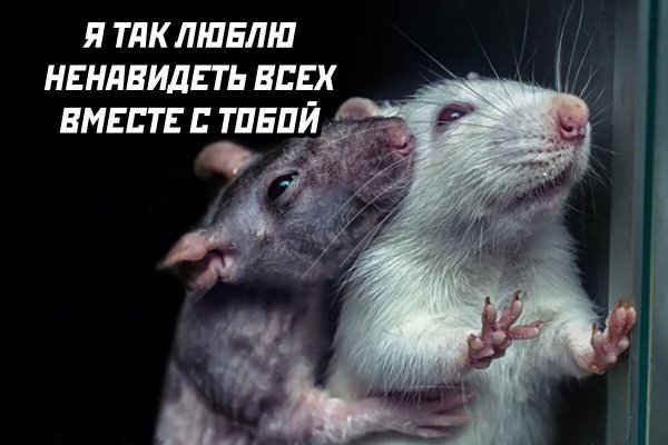 Крысиные отношения