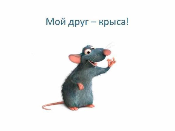 Крысы друзья